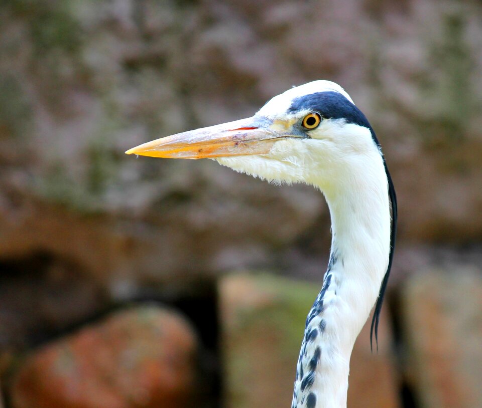 Ardea cinerea bill water