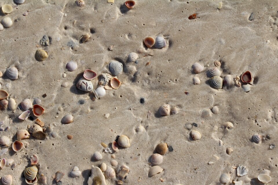 Vacation seashell marine