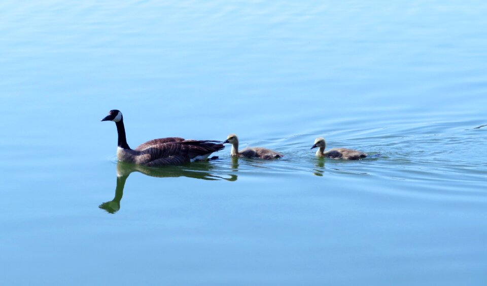 Waterfowl animal wildlife photo