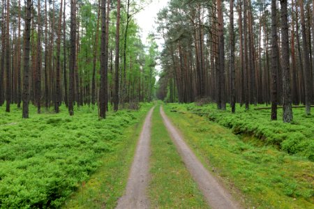 NSG Kleine Schorfheide 2021-05-29 85
