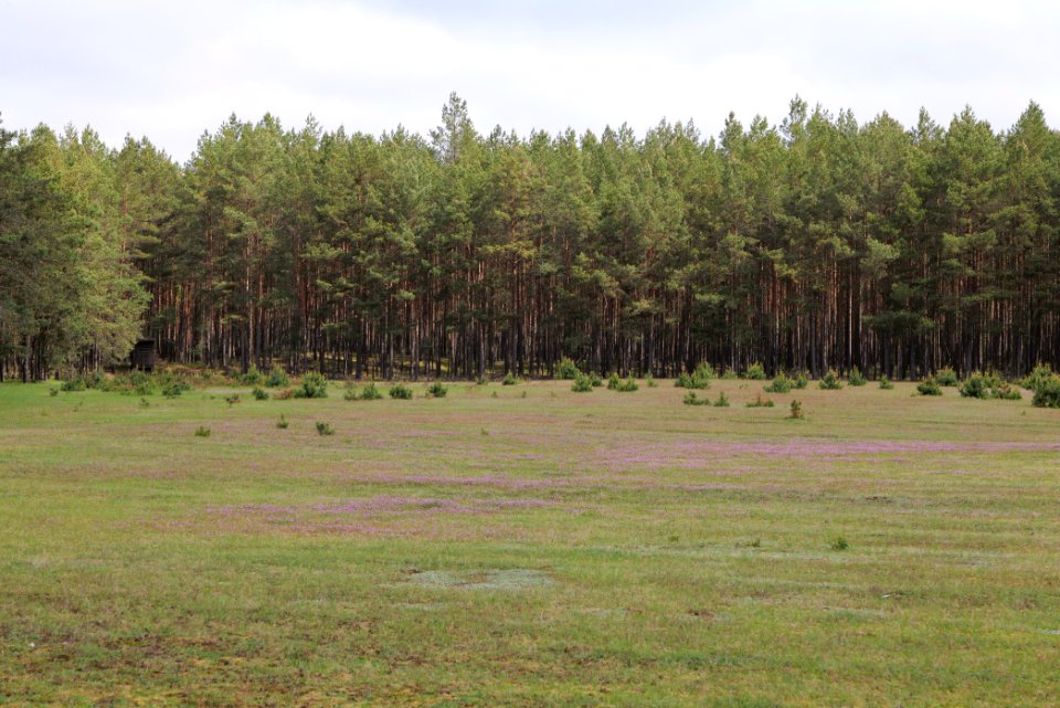 NSG Kleine Schorfheide 2021-05-29 46