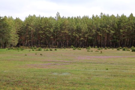 NSG Kleine Schorfheide 2021-05-29 46