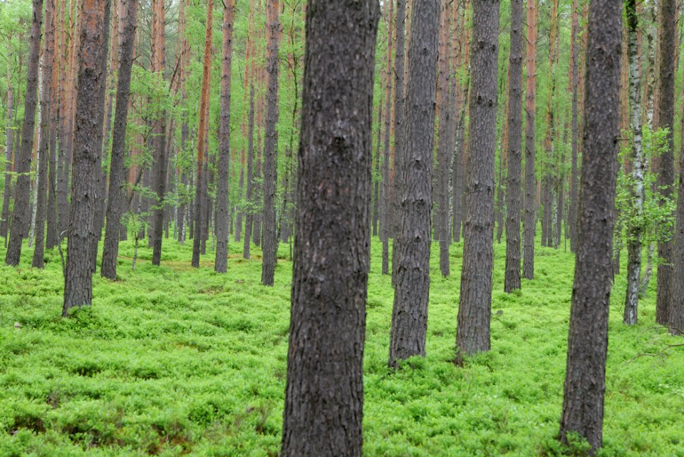 NSG Kleine Schorfheide 2021-05-29 63