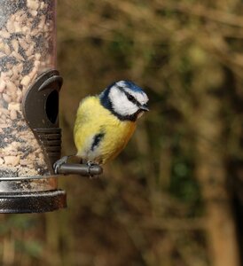 Blue tit bird photo