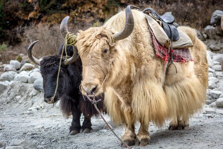 Cattle horns solang