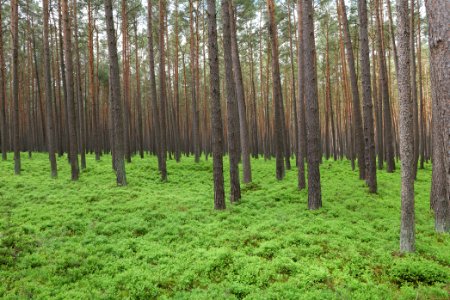 NSG Kleine Schorfheide 2021-05-29 23