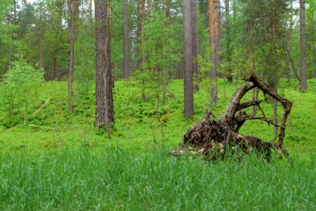 NSG Kleine Schorfheide 2021-05-29 128