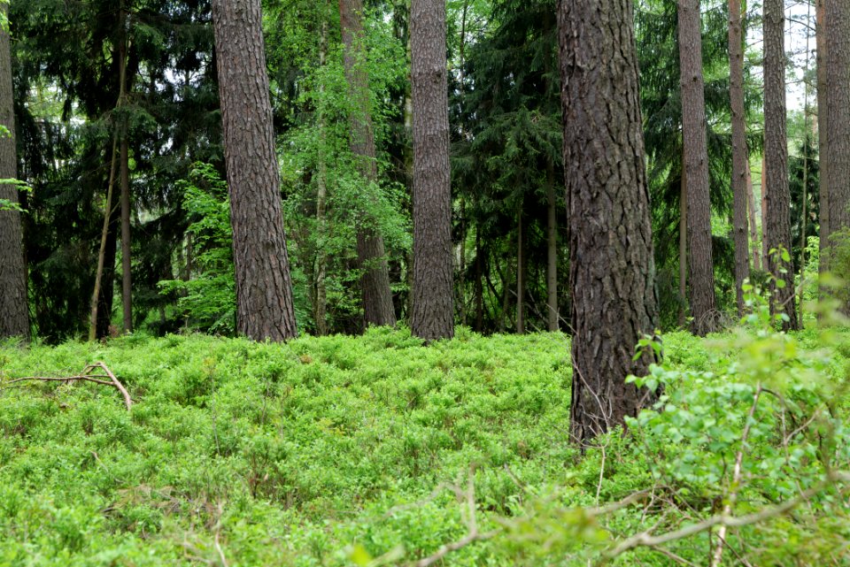 NSG Kleine Schorfheide 2021-05-29 162