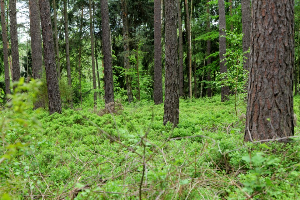 NSG Kleine Schorfheide 2021-05-29 160