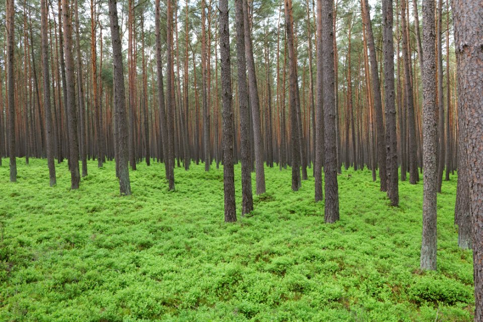 NSG Kleine Schorfheide 2021-05-29 20