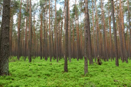NSG Kleine Schorfheide 2021-05-29 52