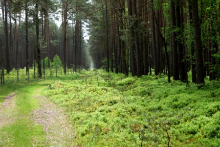 NSG Kleine Schorfheide 2021-05-29 16