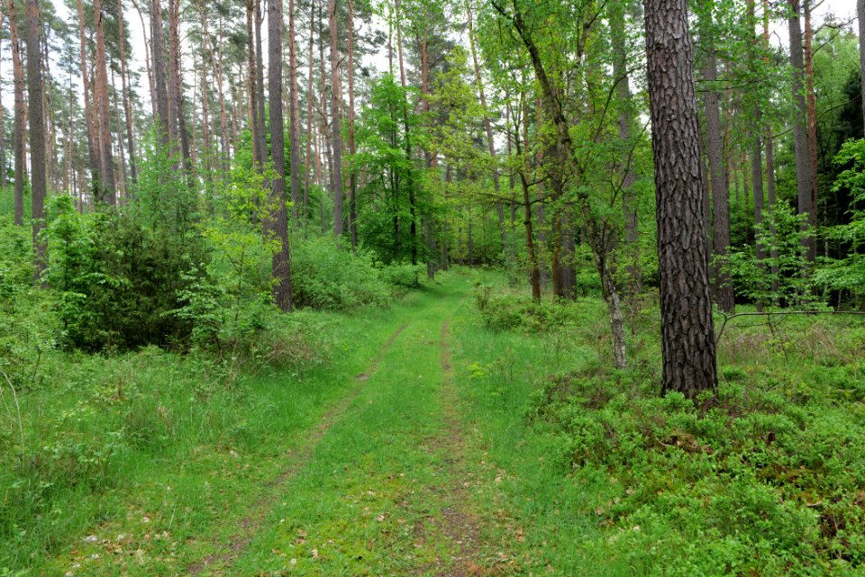 NSG Kleine Schorfheide 2021-05-29 157