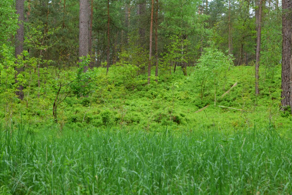 NSG Kleine Schorfheide 2021-05-29 124