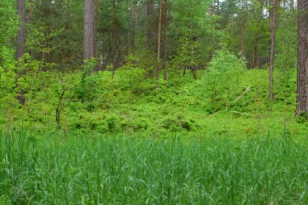 NSG Kleine Schorfheide 2021-05-29 124