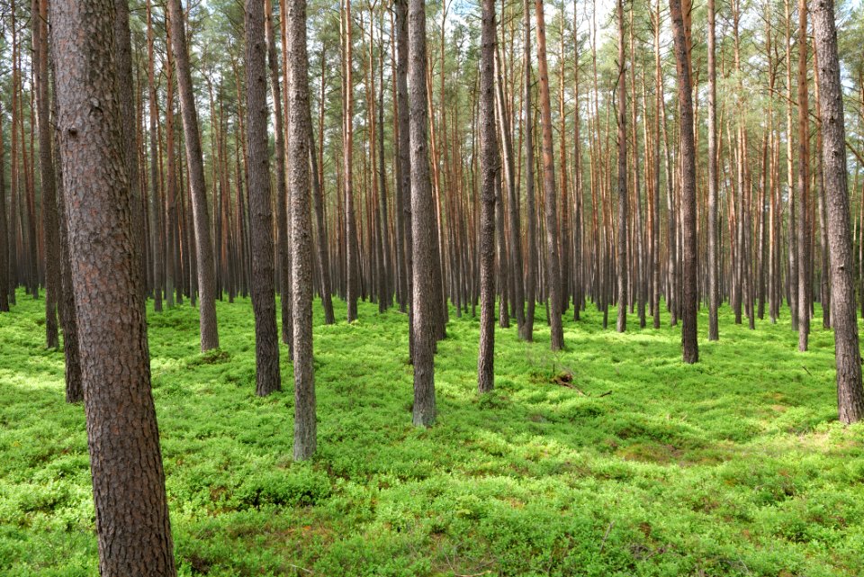 NSG Kleine Schorfheide 2021-05-29 24