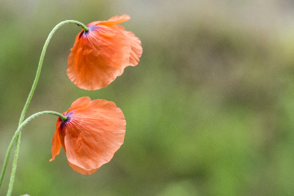 Red flower poppy spring spring