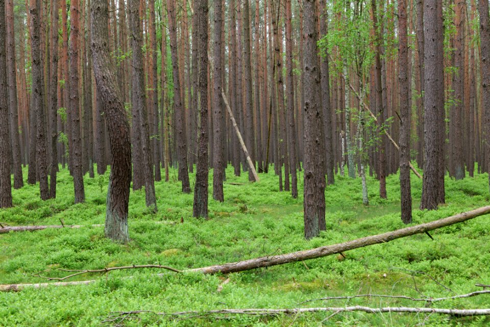 NSG Kleine Schorfheide 2021-05-29 71