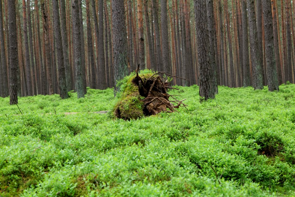 NSG Kleine Schorfheide 2021-05-29 30