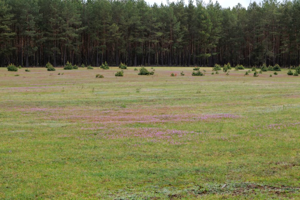 NSG Kleine Schorfheide 2021-05-29 45