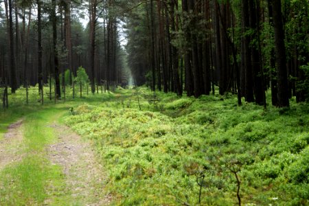 NSG Kleine Schorfheide 2021-05-29 15