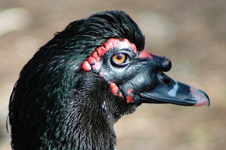 Animal black wildlife