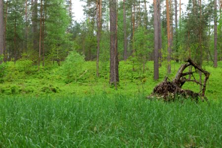 NSG Kleine Schorfheide 2021-05-29 126