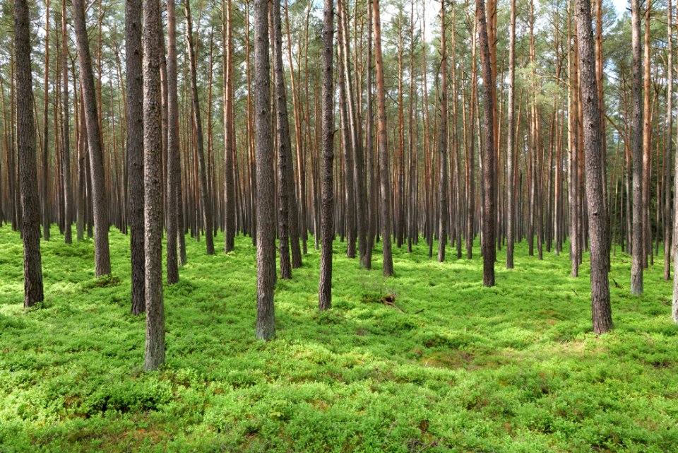 NSG Kleine Schorfheide 2021-05-29 26