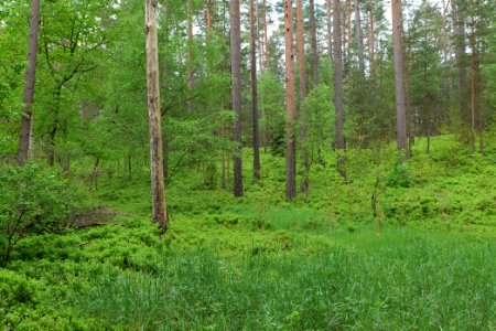 NSG Kleine Schorfheide 2021-05-29 132