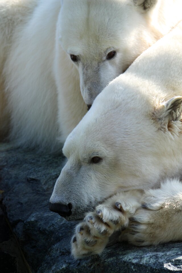 Stuttgart zoo white