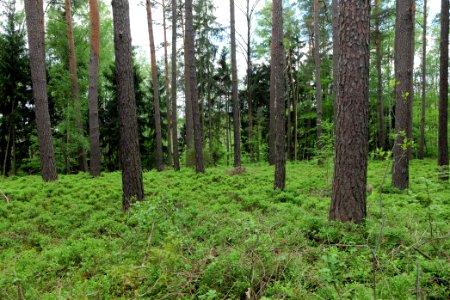 NSG Kleine Schorfheide 2021-05-29 158