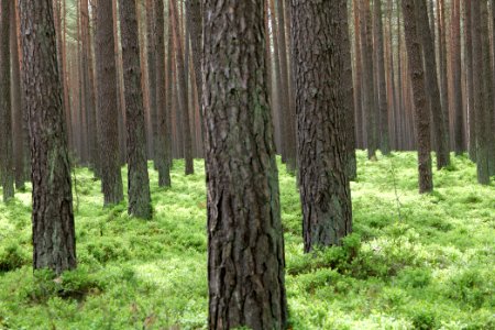 NSG Kleine Schorfheide 2021-05-29 27