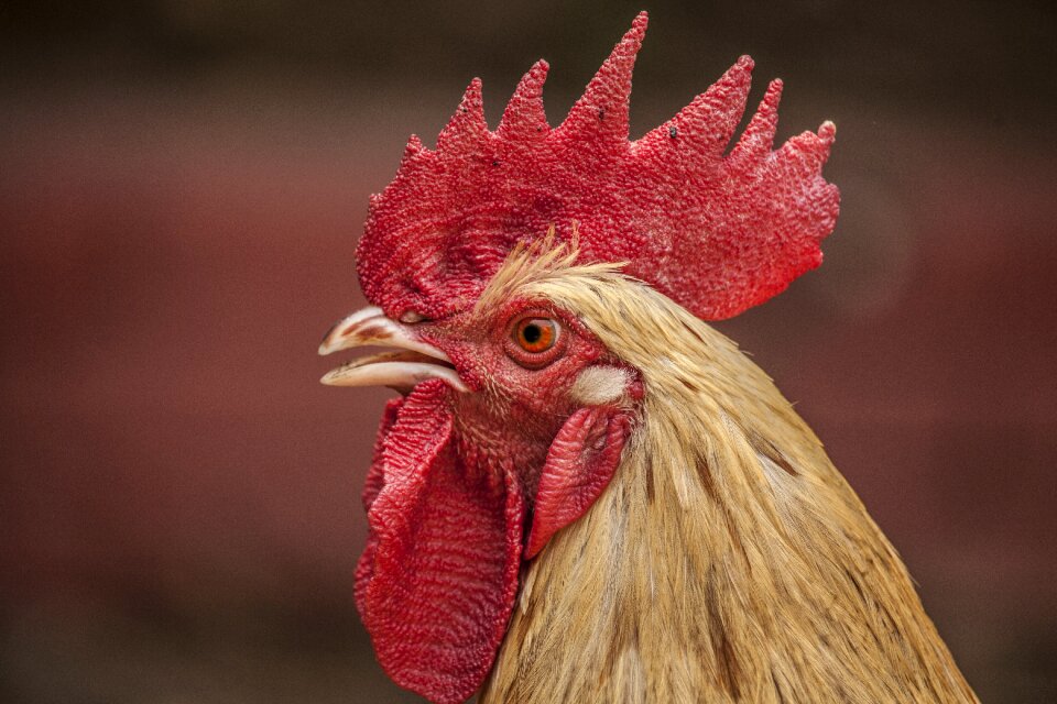 Close-up domestic fowl macro