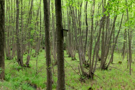 NSG Kleine Schorfheide 2021-05-29 153