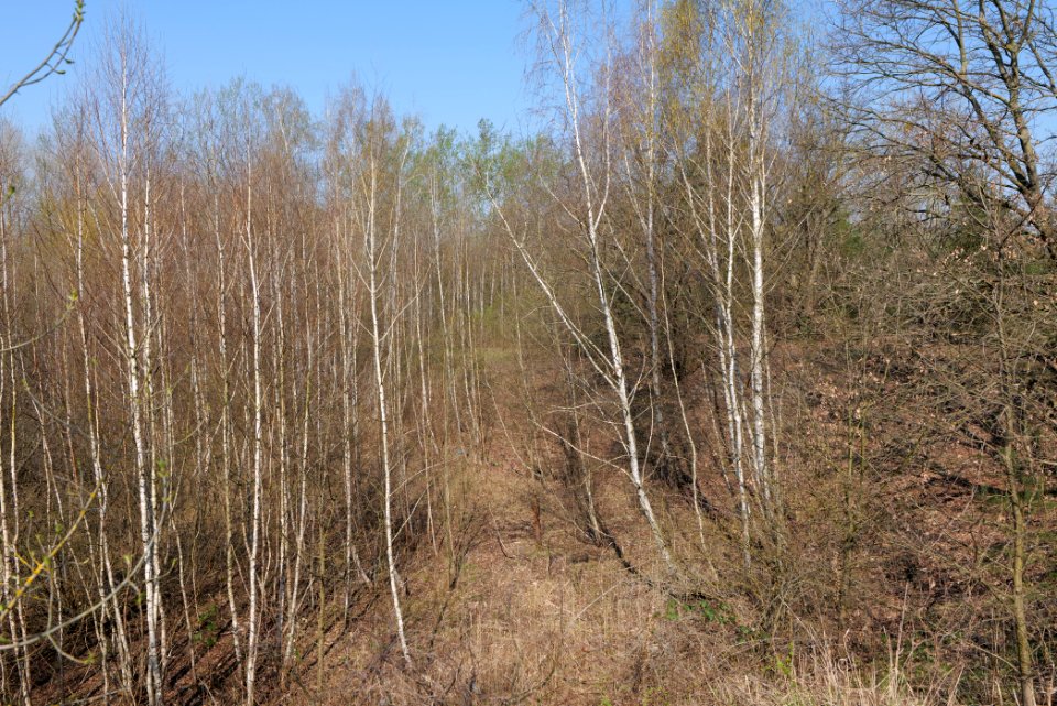 NSG Biesenhorster Sand 2021-04-20 34