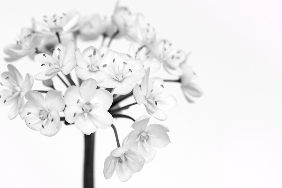 Flower black and white recording close up