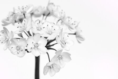 Flower black and white recording close up