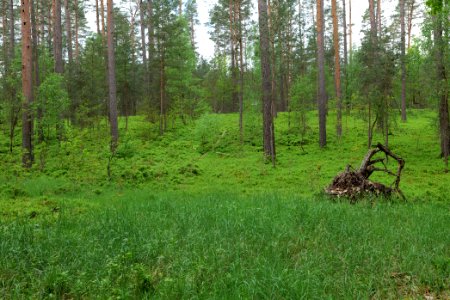 NSG Kleine Schorfheide 2021-05-29 121