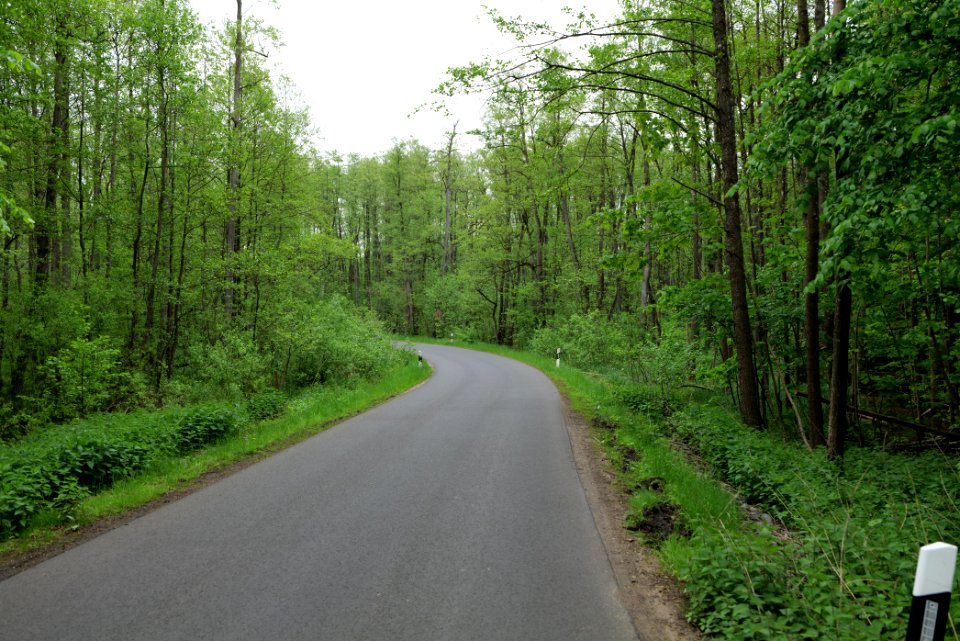 NSG Brüsenwalde 2021-05-29 01