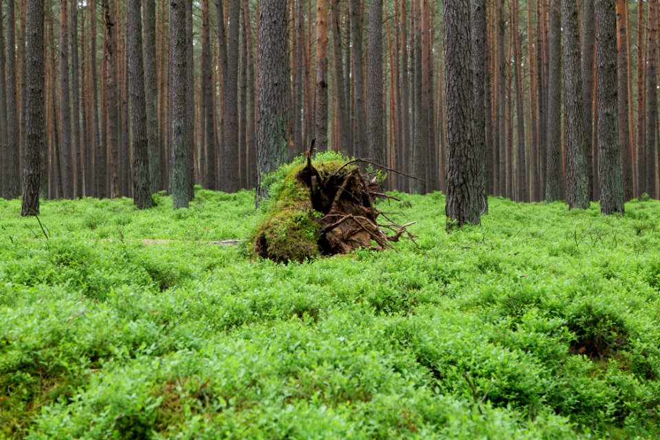NSG Kleine Schorfheide 2021-05-29 31