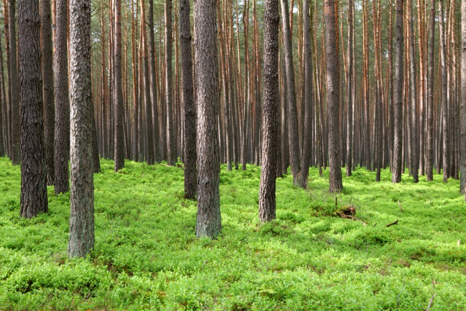 NSG Kleine Schorfheide 2021-05-29 29