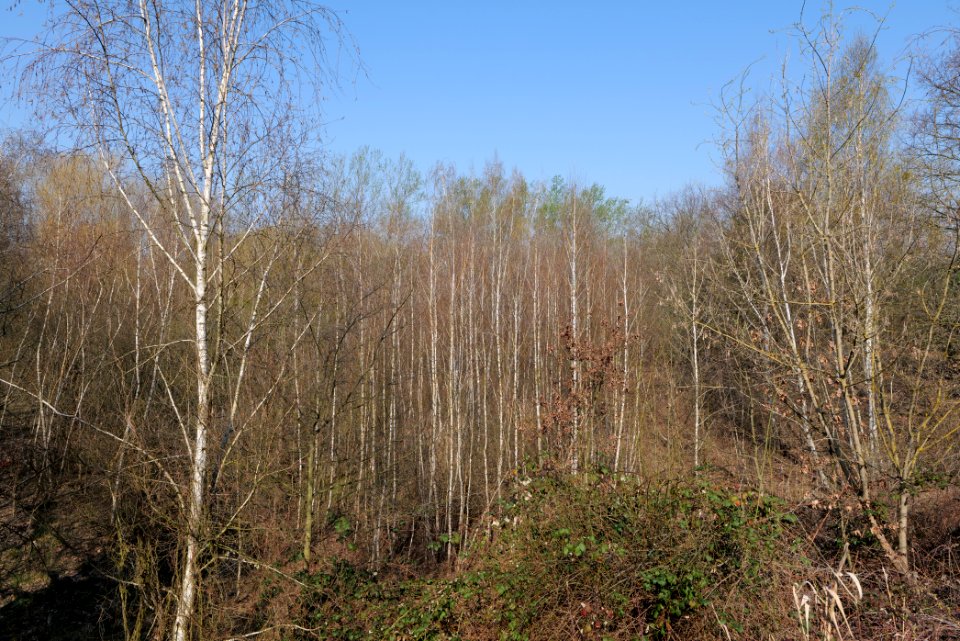 NSG Biesenhorster Sand 2021-04-20 31