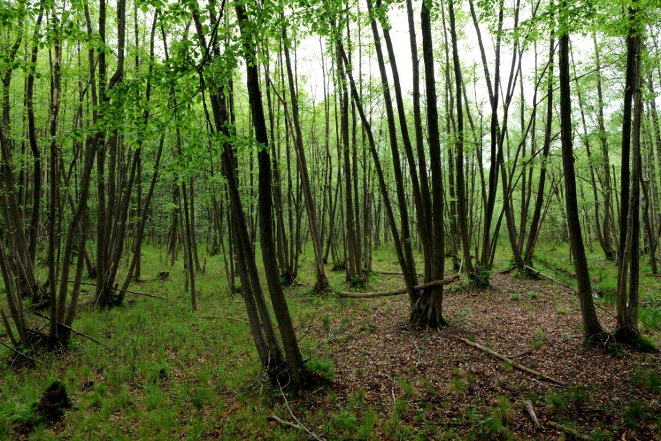 NSG Kleine Schorfheide 2021-05-29 150