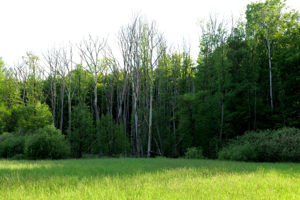NSG Arnimswalde 2021-05-29 49