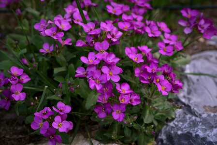 Garden close up nature
