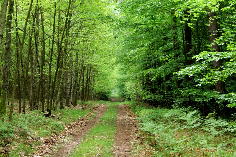 NSG Kleine Schorfheide 2021-05-29 166