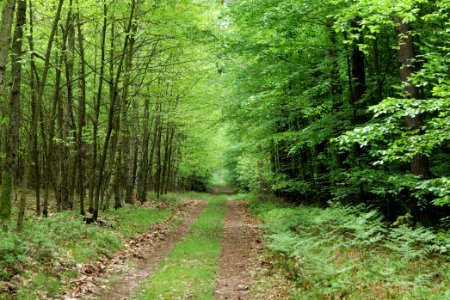 NSG Kleine Schorfheide 2021-05-29 166