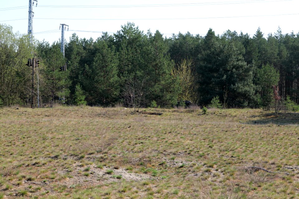 NSG Biesenhorster Sand 2021-04-20 10