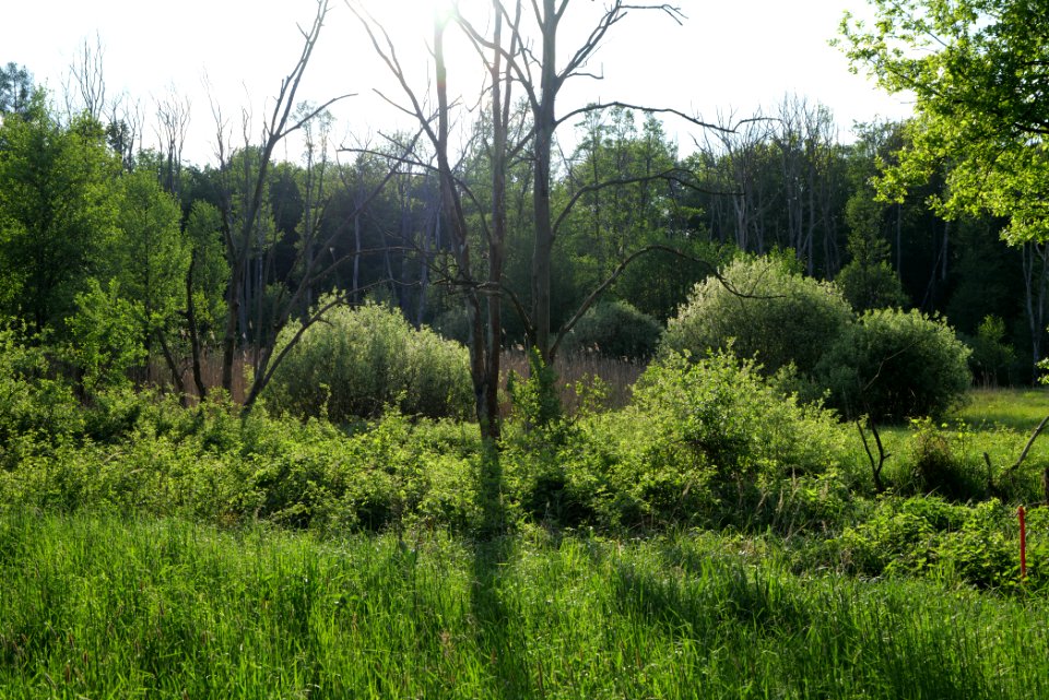 NSG Arnimswalde 2021-05-29 52