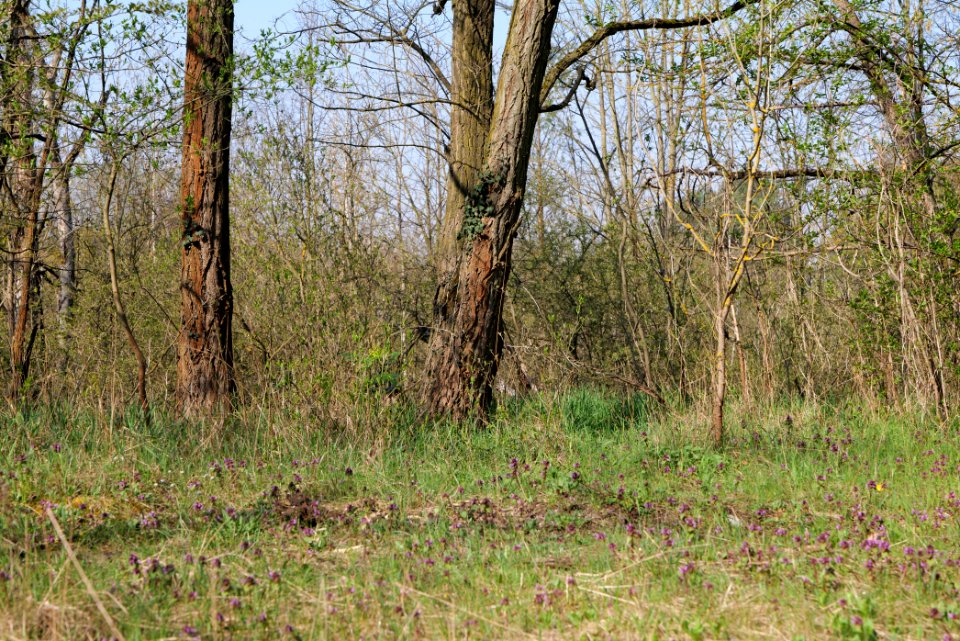 NSG Biesenhorster Sand 2021-04-20 02